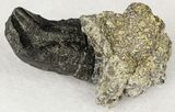 Camarasaurus Tooth Crown in Matrix - Skull Creek Quarry #19308-3
